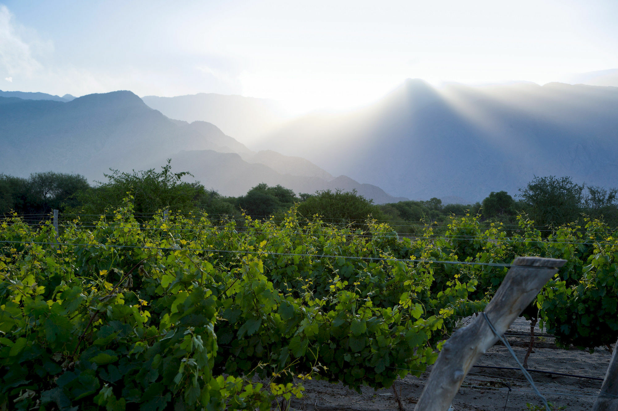 Hotel Grace Cafayate Exterior foto Vineyards in the San Juan Province