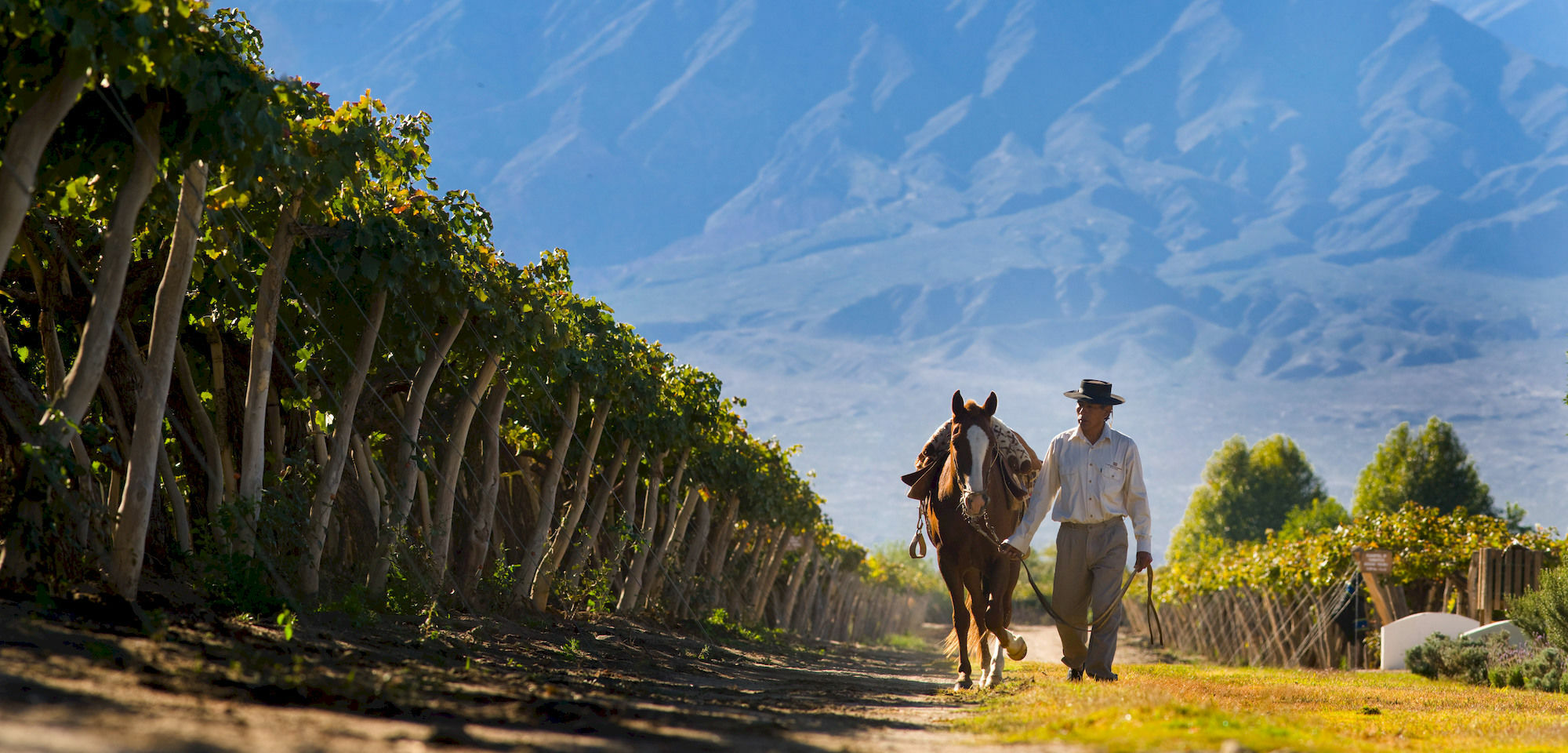 Hotel Grace Cafayate Exterior foto Vineyards in Salta